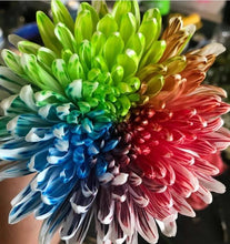 Load image into Gallery viewer, Absorbit Dye Deep Blue