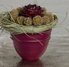 Load image into Gallery viewer, Design Master Colortool Spray-Maroon