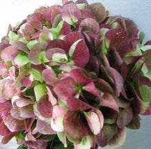 Load image into Gallery viewer, Design Master Just For Flowers Spray-Black Cherry