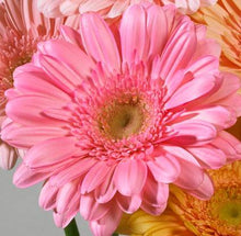Load image into Gallery viewer, Design Master Just For Flowers Spray-Pink Petunia