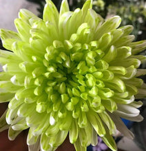 Load image into Gallery viewer, Absorbit Dye Lime