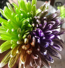 Load image into Gallery viewer, Absorbit Dye Purple