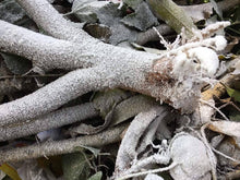 Load image into Gallery viewer, Design Master Holiday Decorating Spray -Snoblast