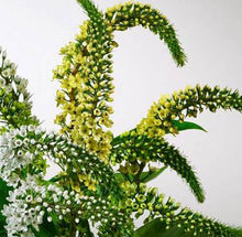 Load image into Gallery viewer, Design Master Just For Flowers Spray-Lemon