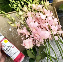 Load image into Gallery viewer, Design Master Just For Flowers Spray-Wild Rose