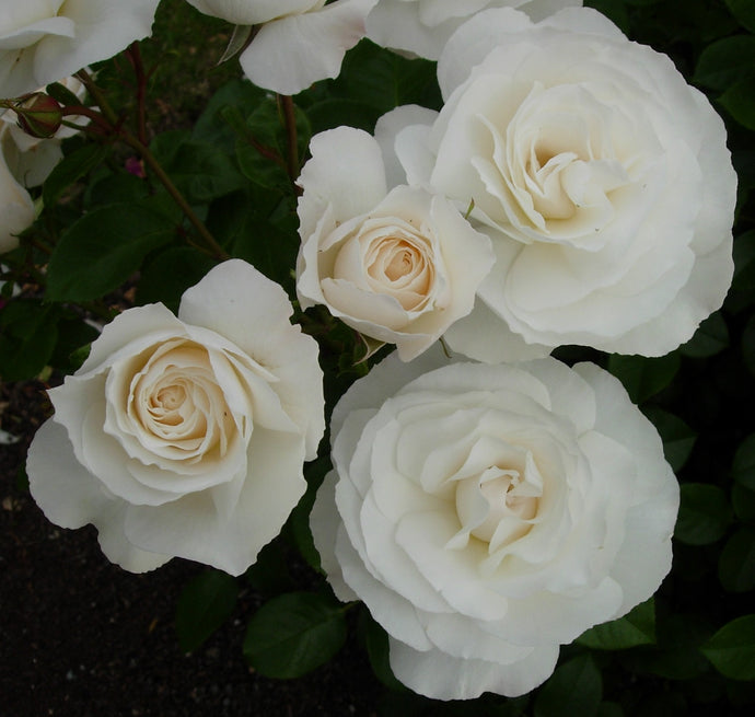 Learn How Rose Nova Vita Has Become the Star Rose for Various Floral Designers