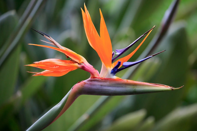 Bird Of Paradise: Troubleshooting