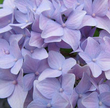 Load image into Gallery viewer, Design Master Colortool Spray-Hyacinth
